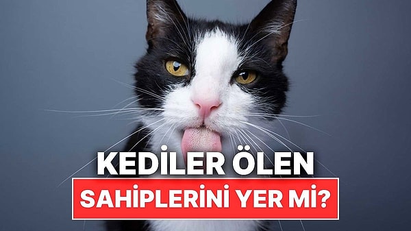 4. Kediler Ölen Sahiplerini Gerçekten Yer mi?