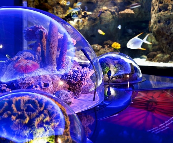 General Information About the Istanbul Aquarium