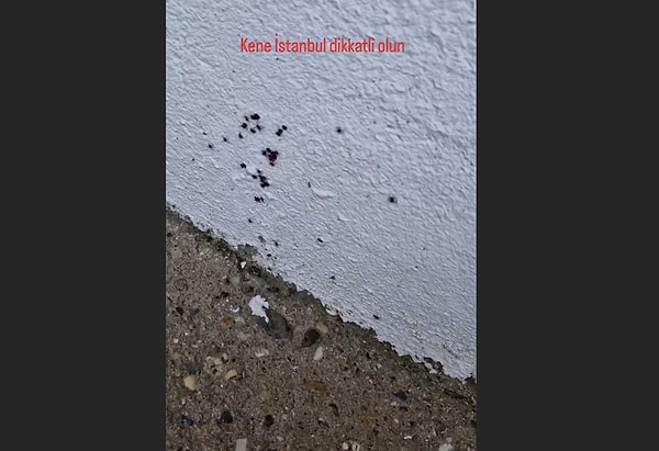 Kanatlı hayvan türlerinin, popülasyonundaki düşüş, kene sayısının hızla yükselmesine sebep olur.