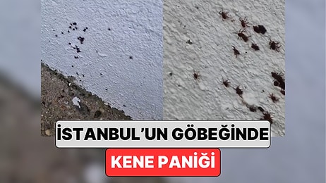 İstanbul'da Endişe Veren Görüntüler: İlaçlama İşiyle Uğraşan Bir Vatandaş Kenelerin Yoğunluğunu Gösterdi