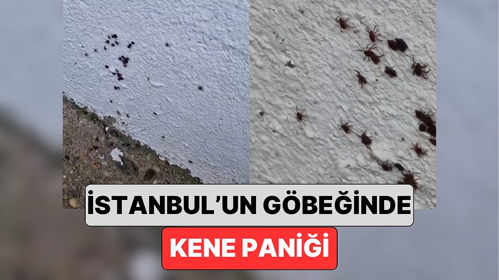 İstanbul'da Endişe Veren Görüntüler: İlaçlama İşiyle Uğraşan Bir Vatandaş Kenelerin Yoğunluğunu Gösterdi