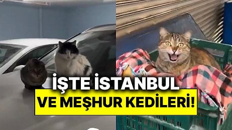 İstanbul Denince Akla Gelen İlklerden Sokak Kedileri Yine Turistlerin İlgi Odağında!