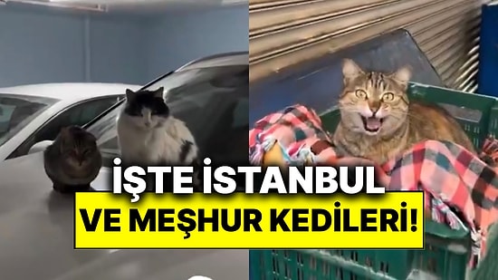 İstanbul Denince Akla Gelen İlklerden Sokak Kedileri Yine Turistlerin İlgi Odağında!