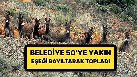 Valilik Harekete Geçti: Belediye, 50’ye Yakın Eşeği Bayıltarak Topladı