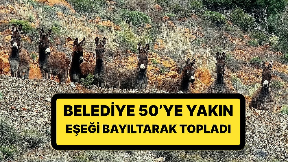 Valilik Harekete Geçti: Belediye, 50’ye Yakın Eşeği Bayıltarak Topladı