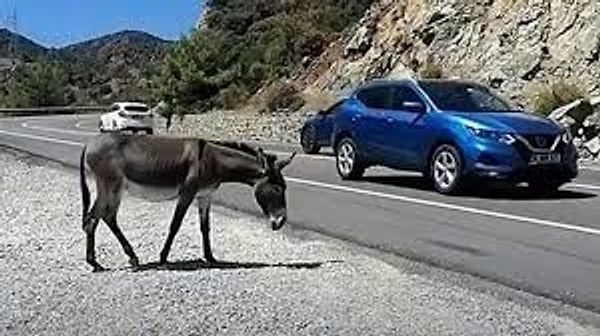 Türkiye'nin gündeminde bugün Datça'daki yaban eşeklerinin valilik tarafından toplanması var.