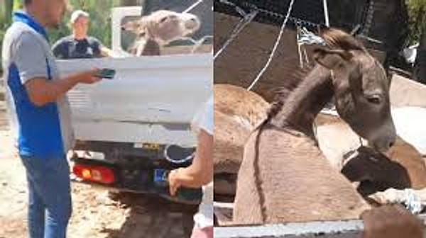 50'ye yakın yaban eşeğinin bayıltılarak toplanmasının ardından hayvanseverler belediye ekiplerine tepkilerini gösterdi.