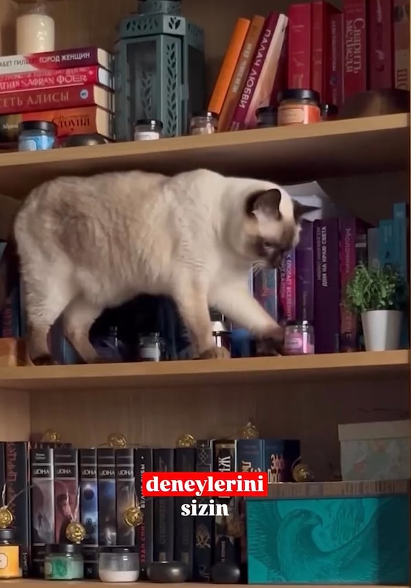 Kimi kediler bu konuda ısrarcı olmayabiliyor. Görseli