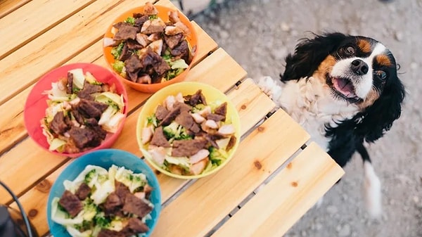 Köpeklere ev yemeği verilir mi?