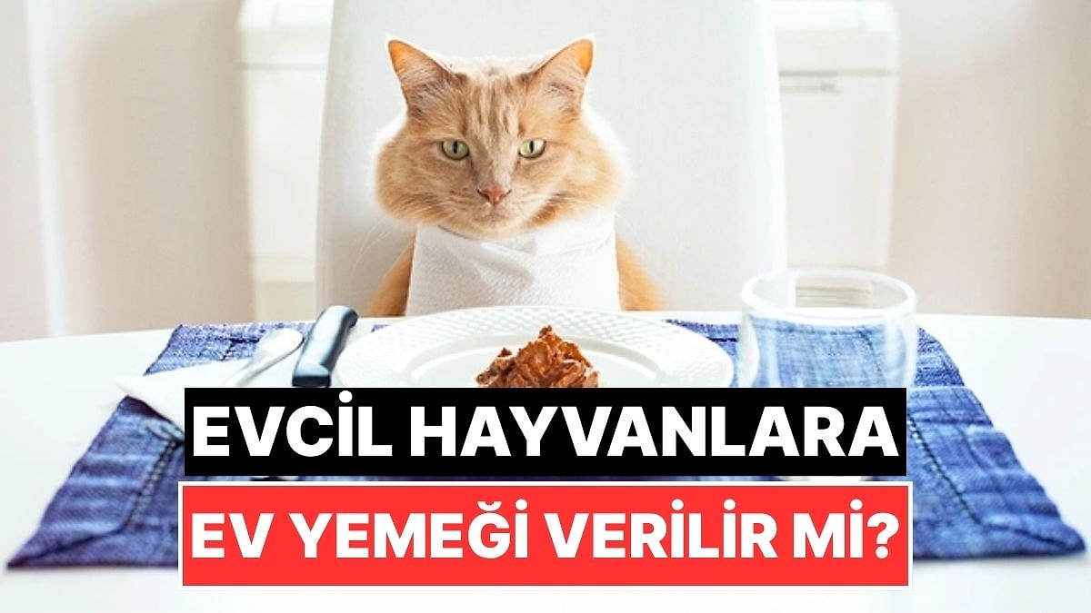 Pek Masum Olmayabilir: Kedi ve Köpeklere Ev Yemeği Verilir mi?