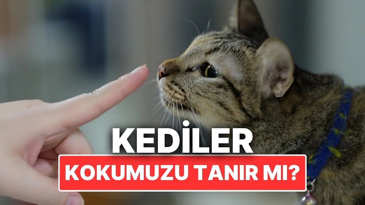 Son Dakika Haber Görseli