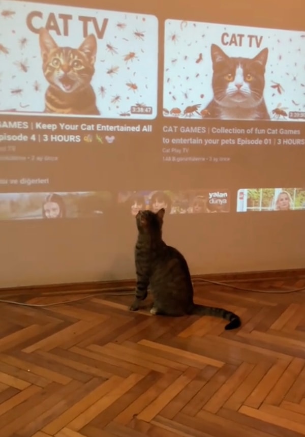 İçerik üreticisi o anları, “Yeni nesil kedi” notuyla paylaştı.
