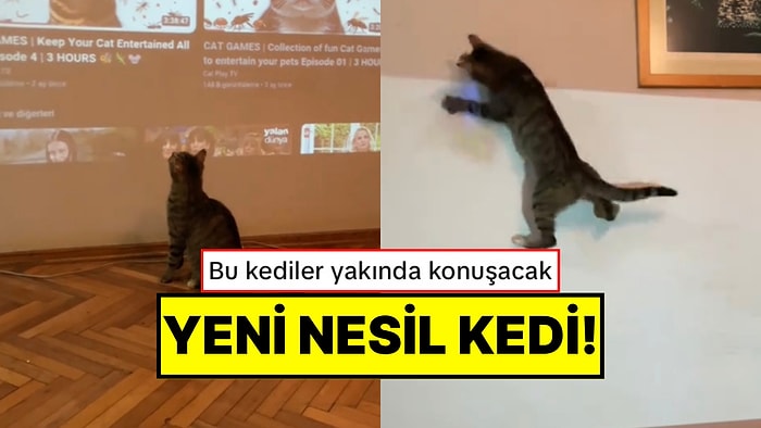 Devrin Kedisi Bile Başka: Sahibinden Projeksiyonu Açmasını İsteyen Kedinin Oyun Oynadığı Anlar
