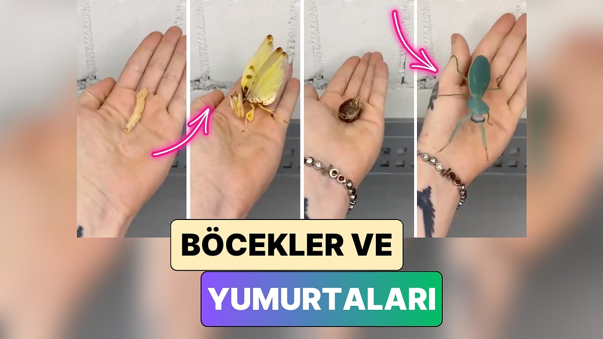 Bir İçerik Üreticisi Farklı Böcek Türlerinin Yumurtaları ve Bu Yumurtalardan Çıkan Böcekleri Gösterdi
