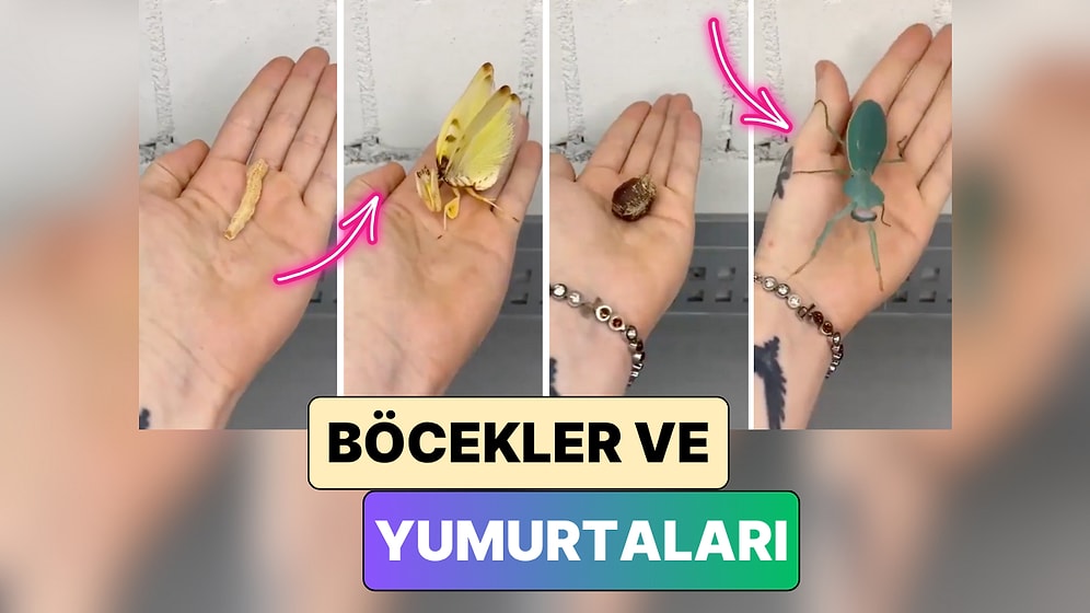 Bir İçerik Üreticisi Farklı Böcek Türlerinin Yumurtaları ve Bu Yumurtalardan Çıkan Böcekleri Gösterdi