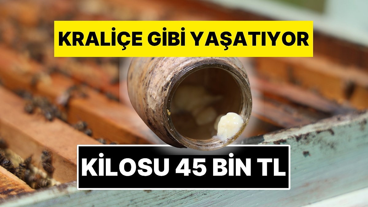 Dünyanın En Pahalı Yiyeceği: Kilosu 45 Bin TL! Sadece Çay Kaşığıyla Toplanıyor