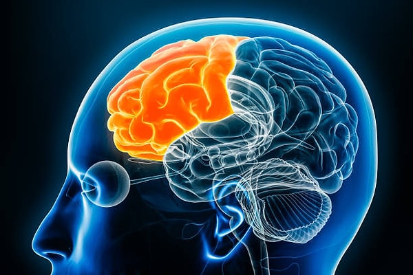 1. En önemli mevzu planlama yaparak karar vermek! O yüzden prefrontal kortekse bakalım.