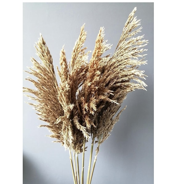Alyones Pampas Otu