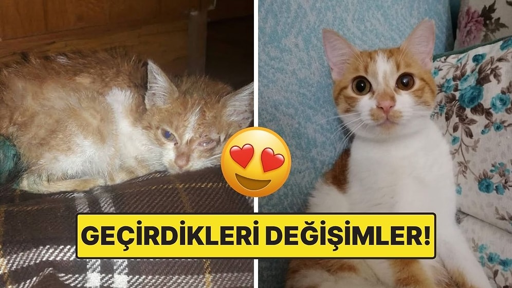 Sahiplendikleri Hayvanların Önceki ve Sonraki Hallerini Paylaşarak Kalp Isıtan Kullanıcılar