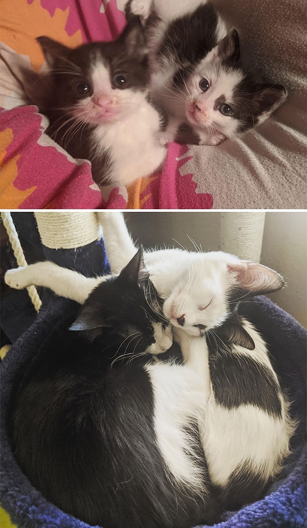 3. Zaten tatlılarmış, daha da tatlı olmuşlar! 😻👇🏻