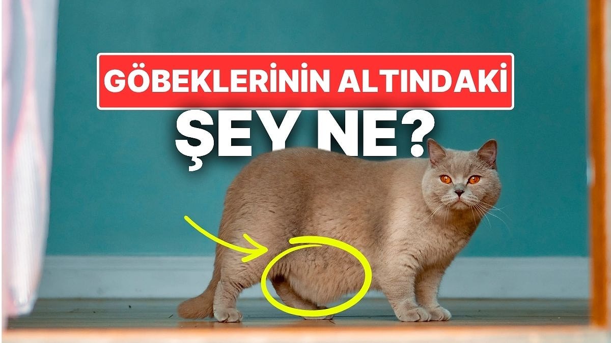 Kedilerin Göbeklerinin Altındaki O Yağ Tabakası Nedir?