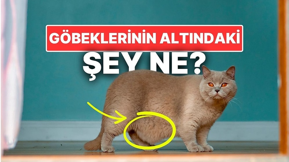 Kedilerin Göbeklerinin Altındaki O Yağ Tabakası Nedir?