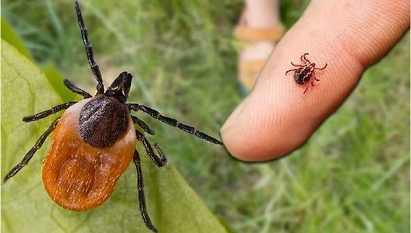 Deney hayvanlarına başlamak üzere olduklarını açıklayan Kara, şunları söyledi: