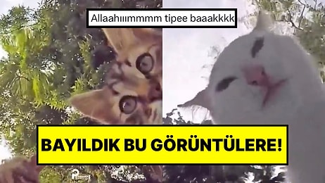 Sokak Hayvanları İçin Su Koyan Hayvansever Kamera Yerleştirerek Sevimli Anlar Kaydetti!