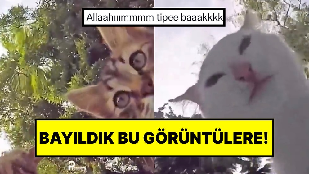 Sokak Hayvanları İçin Su Koyan Hayvansever Kamera Yerleştirerek Sevimli Anlar Kaydetti!