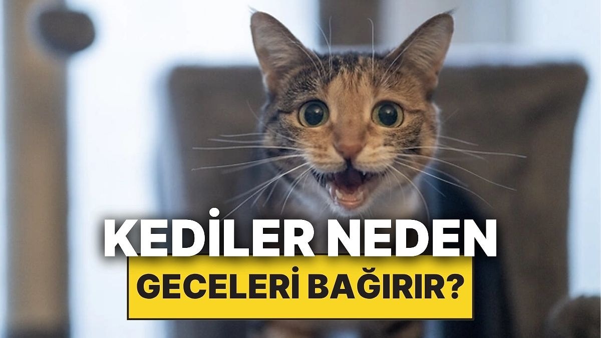 Kediler Neden Geceleri Yüksek Sesle Miyavlar?