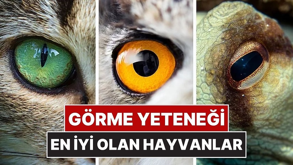 Sahip Oldukları Görme Yetenekleriyle Sizi Dumura Uğratacak Hayvanlar