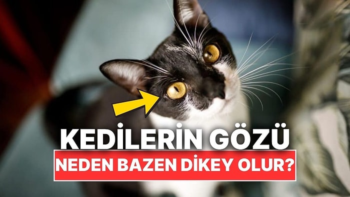 Kedilerin Göz Bebekleri Neden Bazen Dikey Oluyor?