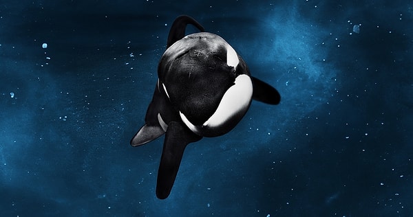 15. Blackfish