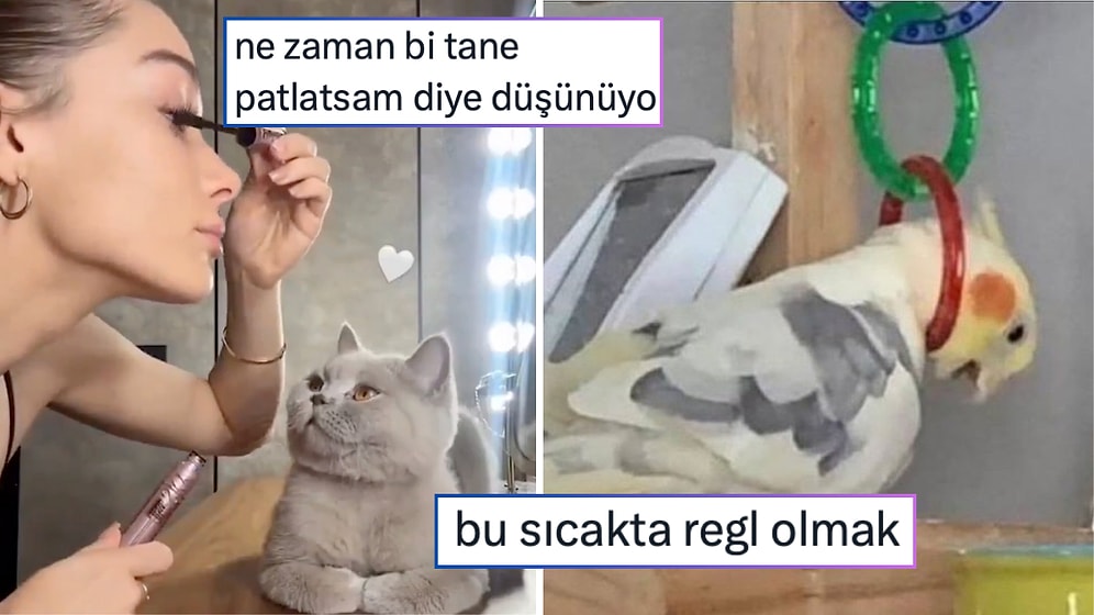 Göreve Çağırılan Kekliklerden Bir Sonraki Hamlesini Belli Etmeyen Kediye Son 24 Saatin Viral Tweetleri