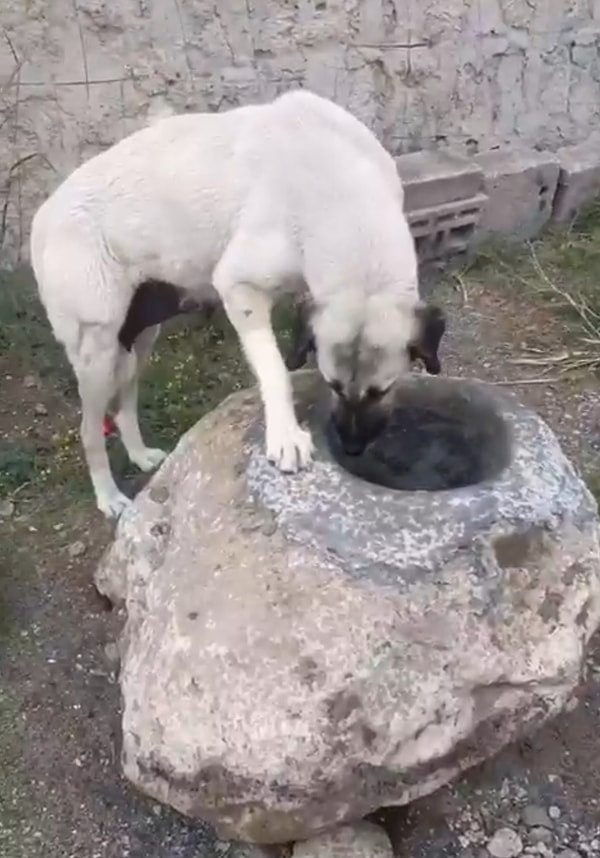 Amcamız, herkesin örnek alması gereken merhamete sahip.