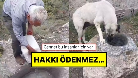 Hayvanlar İçin Kayalardan Yalak Yapan ve Her Gün Su Koyan 73 Yaşındaki Amca Günümüzü Güzelleştirdi!