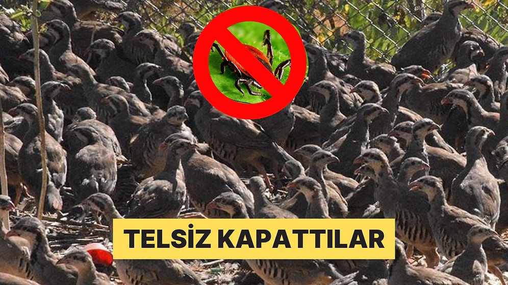 Gaganız Mübarek Olsun! Kenelerle Mücadele İçin Doğaya Salınan Kekliklere Tam Destek Geldi