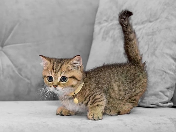 Kedi