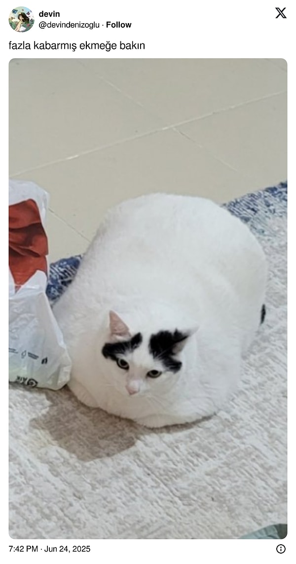 Aslında o kedi hiçbir zaman ekmeğe dönüşmedi