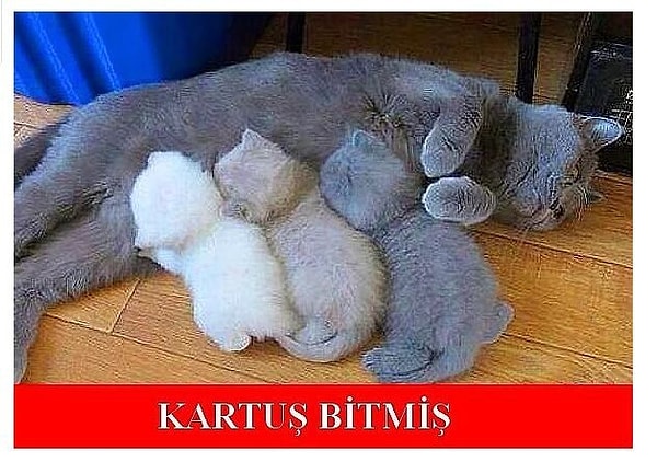 6. Kedilerin olmadığı bir caps düşünülemez zaten!