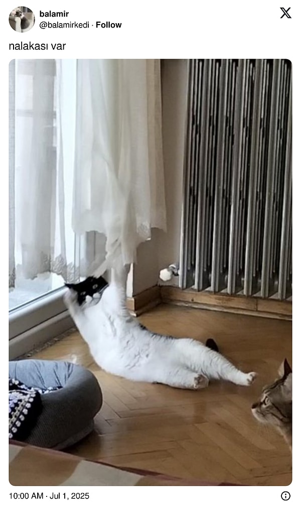 Gelen örneklerden anladığımız kadarıyla, haksız da değil.