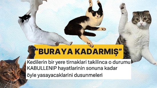 Tırnakları Bir Yere Takılan Kedilerin Yüzlerinde Oluşan Şapşal İfade ve Acı Kabulleniş