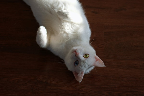 Physical Characteristics of Van Cats