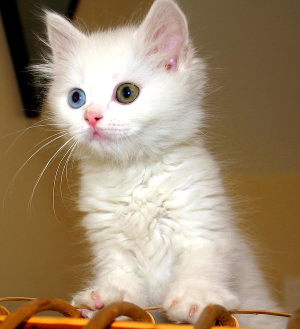 Van Cat and Its Cultural Importance
