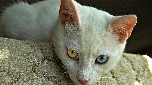 How to Adopt a Van Cat?