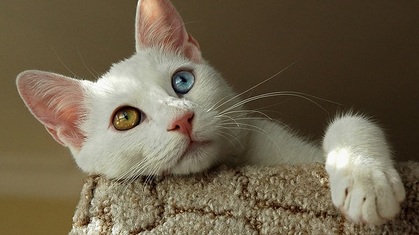 How to Take Care of a Van Cat