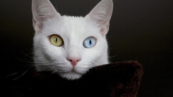 Conservation and Future of Van Cats