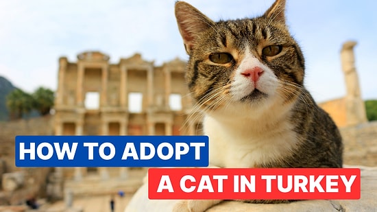 How to Adopt a Cat from Turkey as a Tourist: What You Need to Know