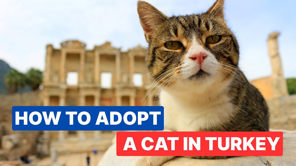 How to Adopt a Cat from Turkey as a Tourist: What You Need to Know