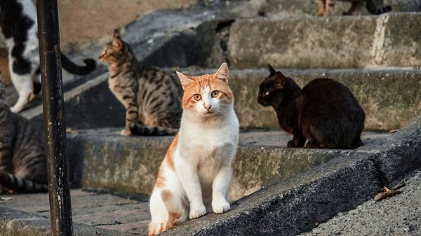 Cat Adoption Culture in Turkey